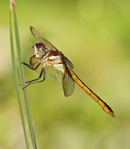 Female
2009_08_09_FL